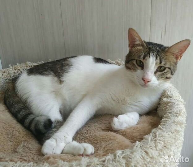 Кошечка Зоечка