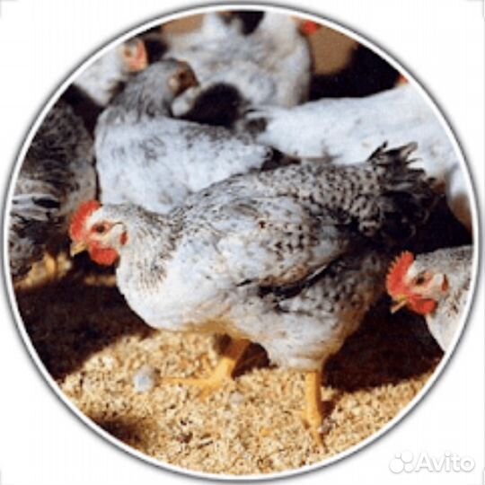 Цыплята Мастер Грей