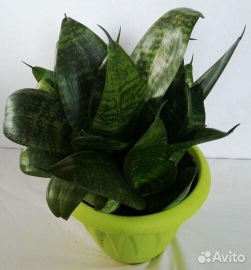 Растение щучий хвост (тёщин язык)