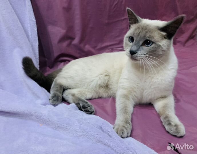 Панда ищет дом