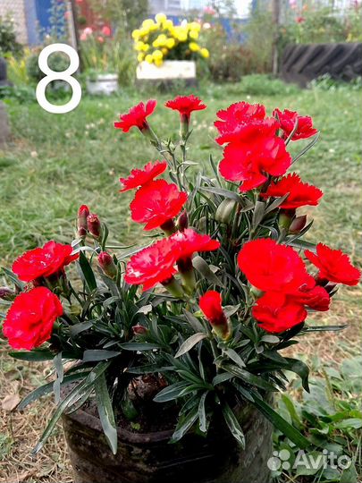 Гвоздика вегетативная