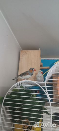 3 птички амадина с клетками