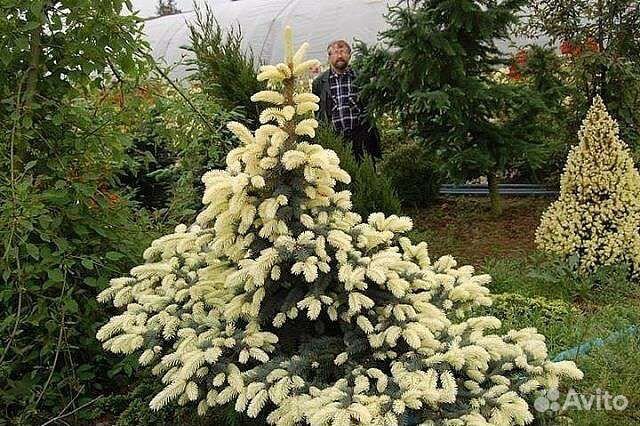 Ель беалобок