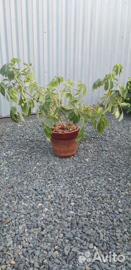 Цветок Шефлера