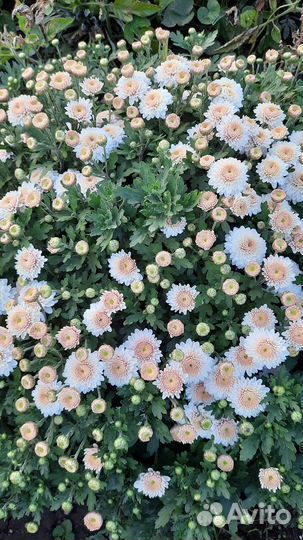 Хризантемы мультифлора