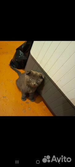 Шотландская вислоухая кошка