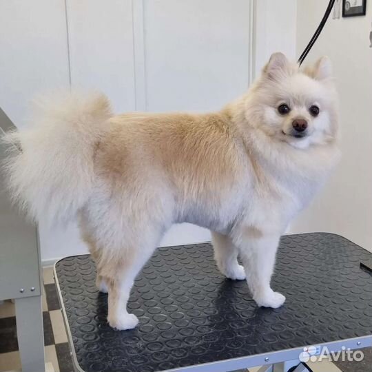 Грумминг, стрижка собак средних и мелких пород