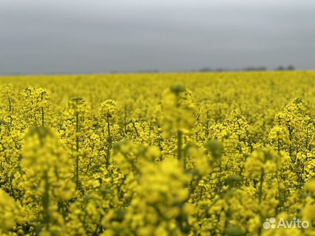 Семена озимого рапса сингента