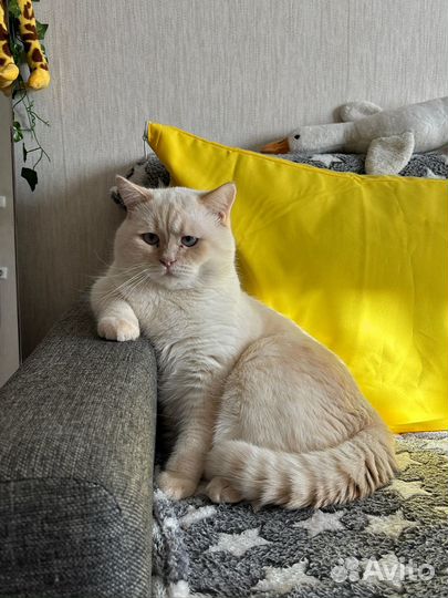 Шотландский кот вязка