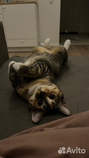 Четырехцветная кошка