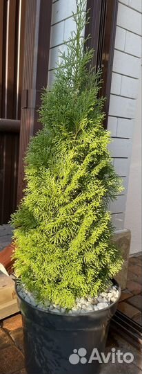 Туи Смагард в ассортименте цены разные