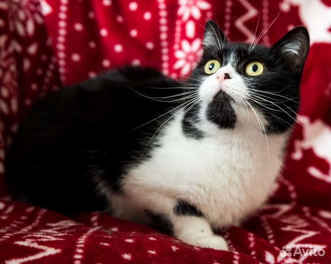 Большеглазая ласкушка ищет дом