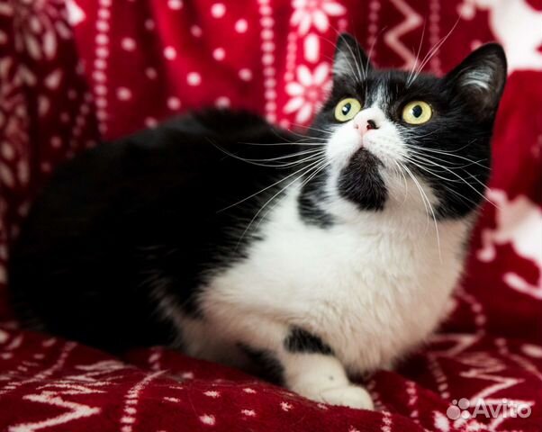 Большеглазая ласкушка ищет дом