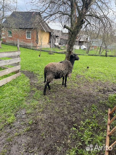 Баранчик на племя