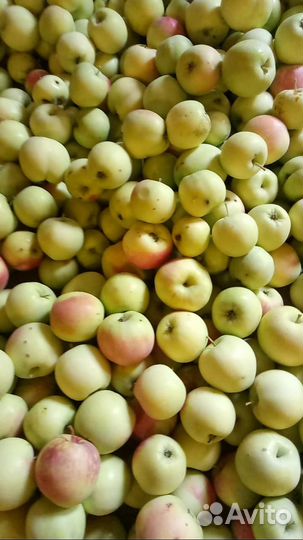 Яблоки домашние