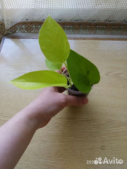 Сциндапсус (эпипремнум) Неон(голден потос)