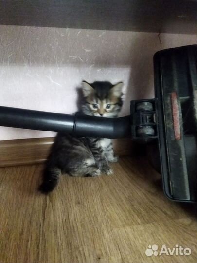 Котятки в добрые руки
