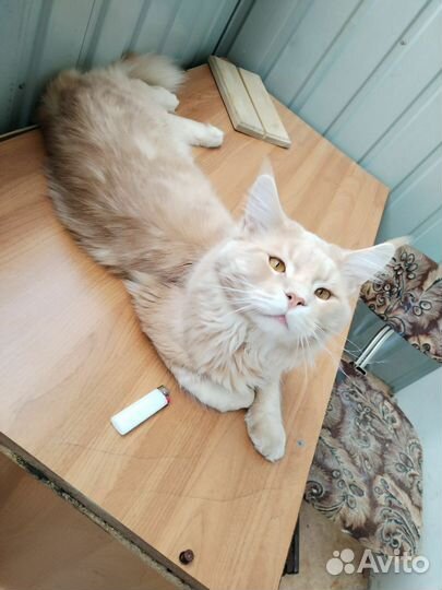 Котята мейн-кун