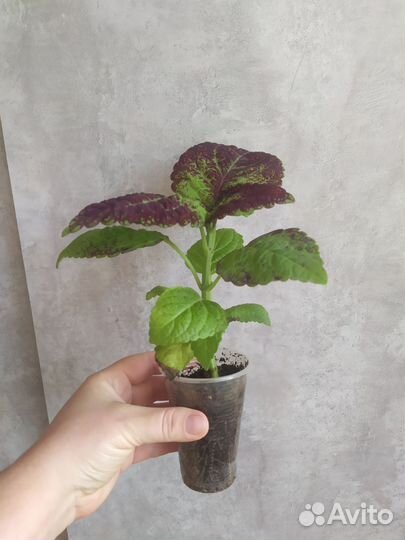 Колеус Аватар