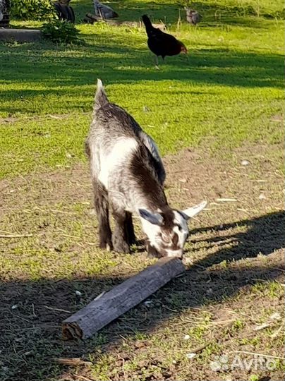 Козочки нубииские, зааненские