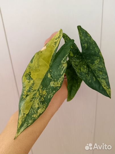 Алоказия Симпо аурея (Simpo aurea)
