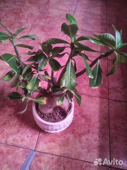 Adenium thai socotranum diamond crown