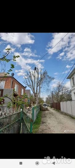 Спил деревьев