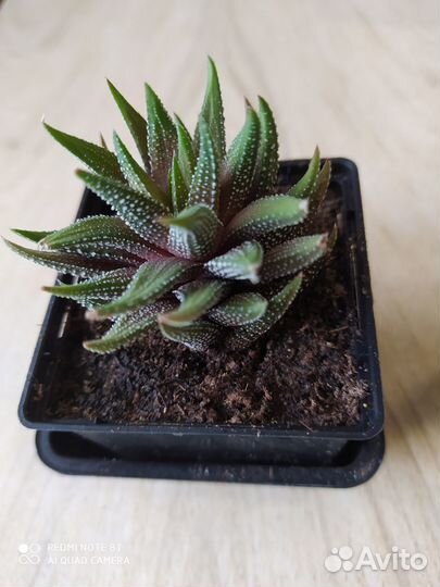 Хавортия суккуленты