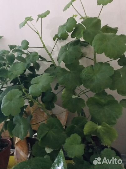 Пеларгония герань