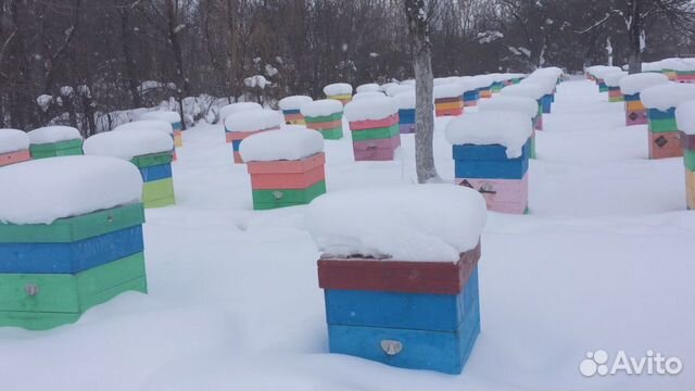 Пчелопакеты, пчеломатки 2024: бакфаст, карника объявление продам