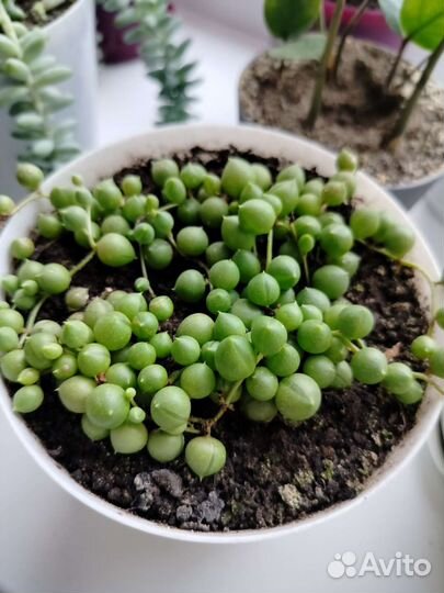 Крестовник Роули