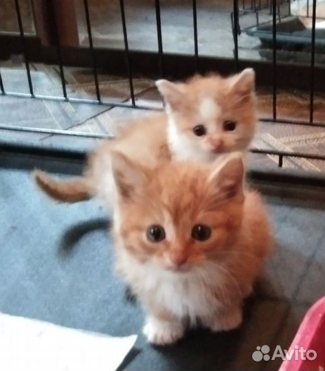 Котята мальчик и девочка 1 месяц