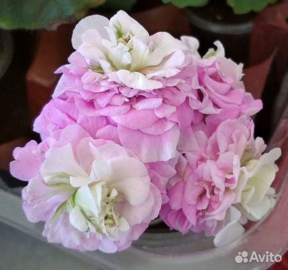 Пеларгония 