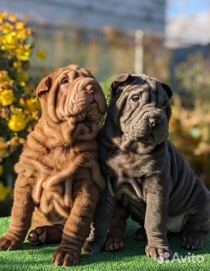 Щенки шарпея