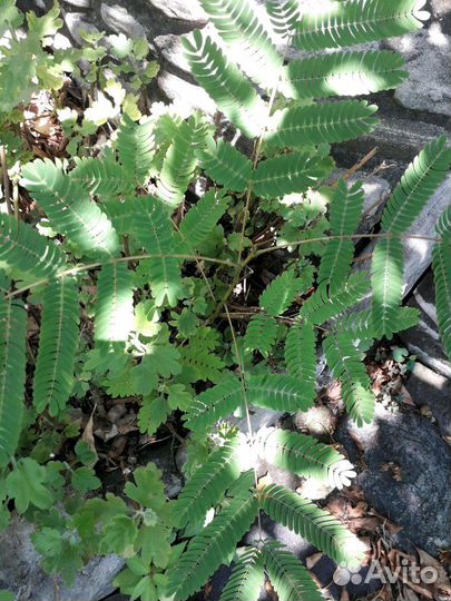 Линкоранская акация, алоказия, монстера