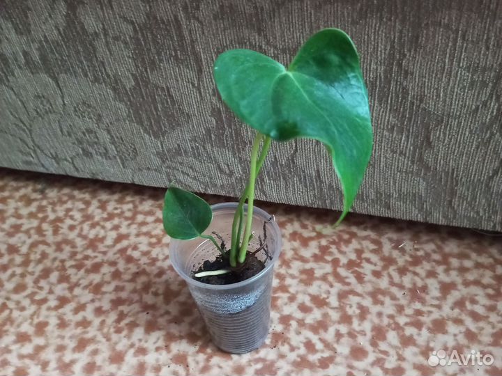 Антуриум беби оранж