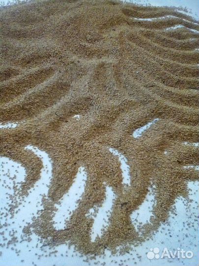 Семена Пузыреплодника калинолистного