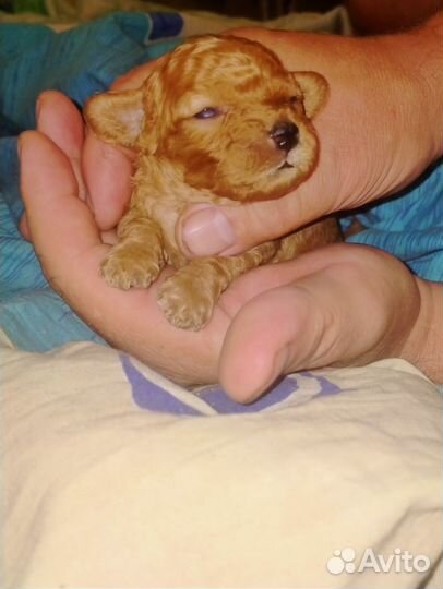 Тойчик пуделек мальчик