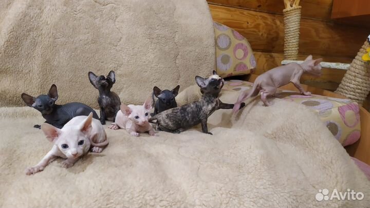 Донской сфинкс котята