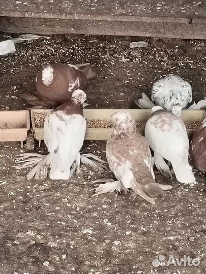 Продажа голубей узбеки
