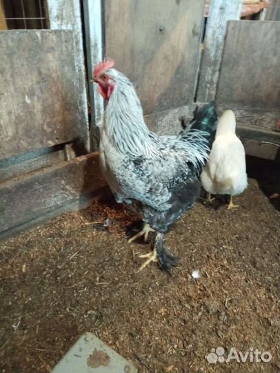 Петух Брама