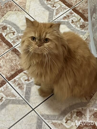 Персидская кошка