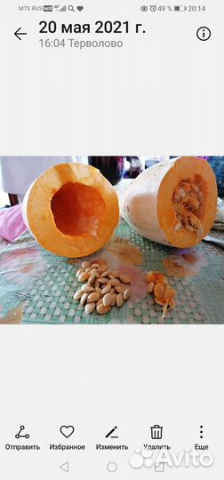 Семена тыквы