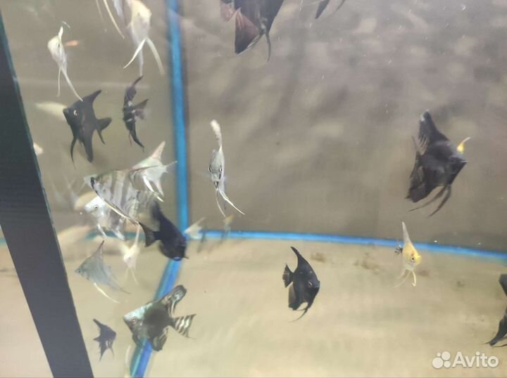 Аквариумные рыбки в ассортименте