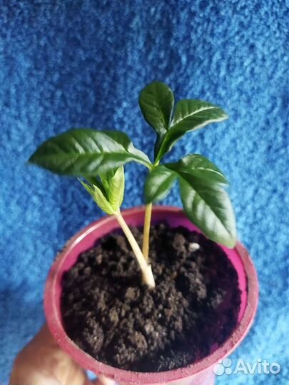 Фикус, пальмы, юкка, драцены