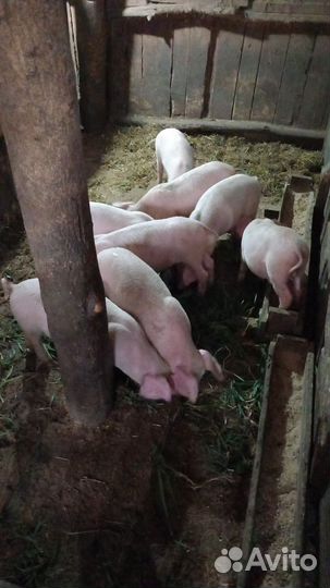 Поросята ландрас