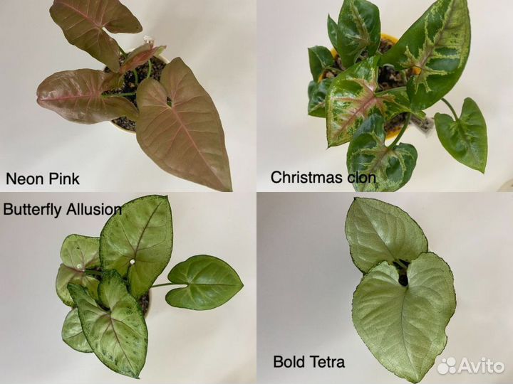 Сингониумы, фикусы, филодендроны