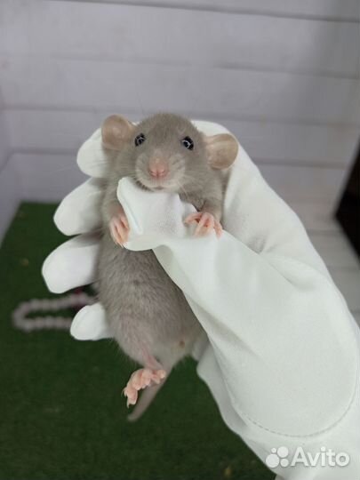 Крысята/декоративная крыса/дамбо