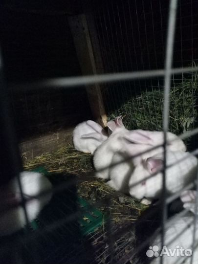 Кролик белый панон