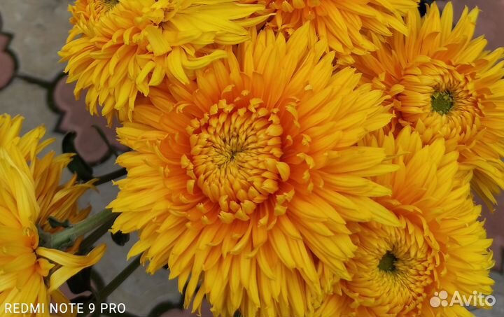 Хризантема одноголовая